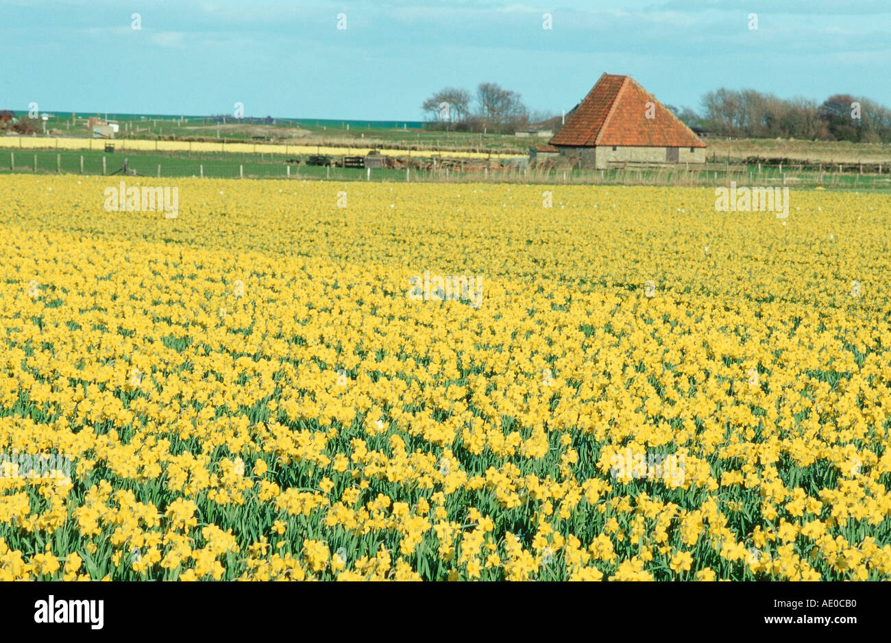 Daffodil field Texel Netherlands Narcissus spec Stock Photo Alamy