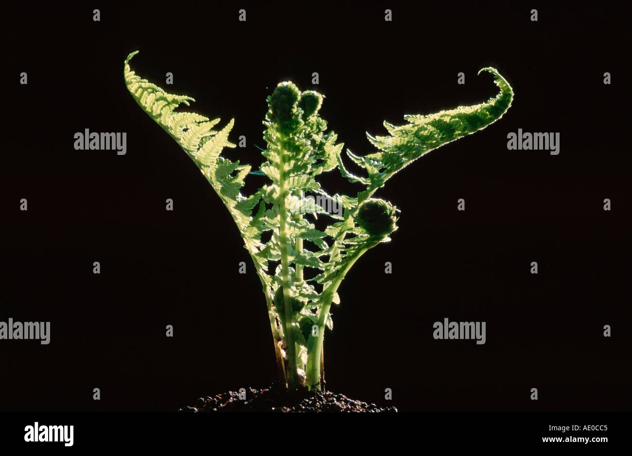 Male Fern in spring Dryopteris filix max Stock Photo