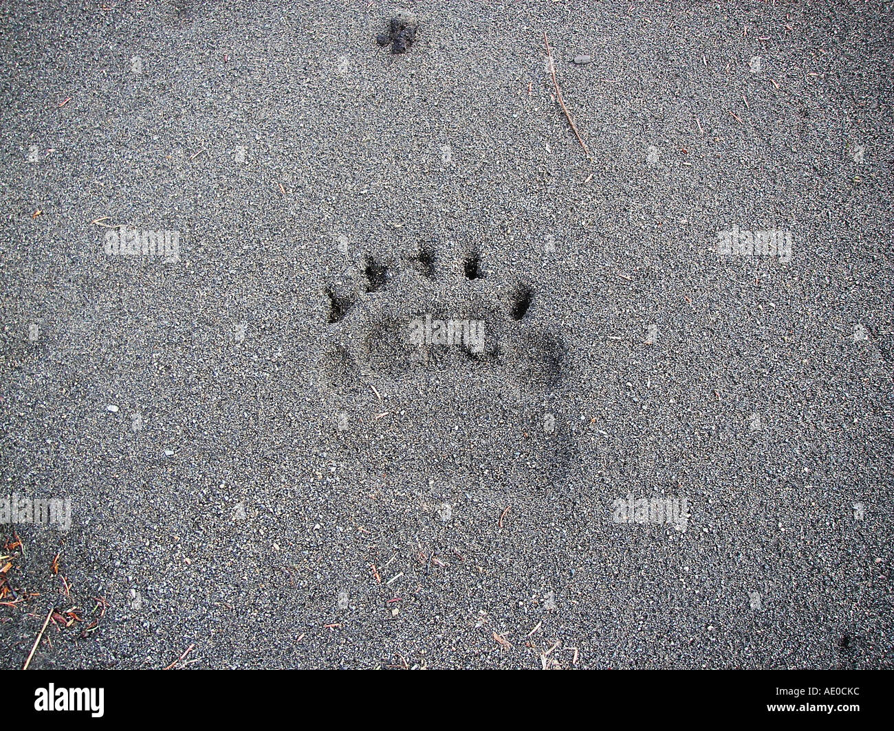 Bear track near the Eyak Rver - Southeast AK. USA Stock Photo