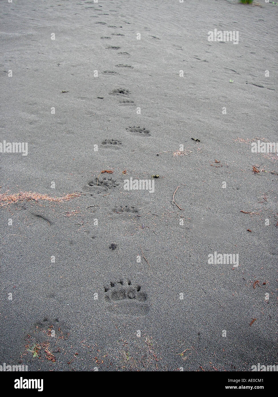 Bear tracks near the Eyak River - Southeast AK. USA Stock Photo