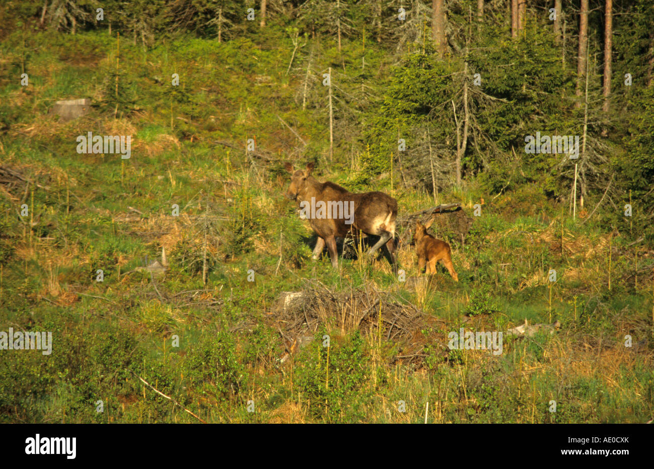 Moose Alce alces mother with a small calf walking through a forest in Finland Europe Stock Photo
