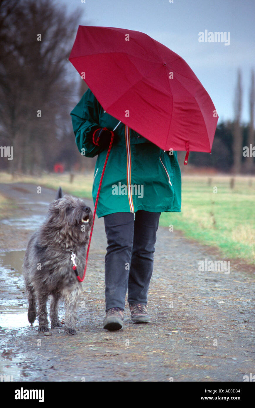 images Raining Cats And Dogs Pictures Funny alamy