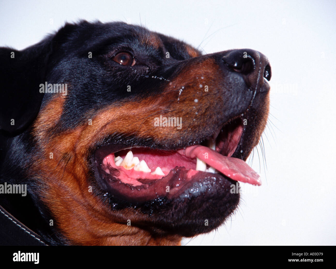 Rottweiler hund hi-res stock photography and images - Alamy