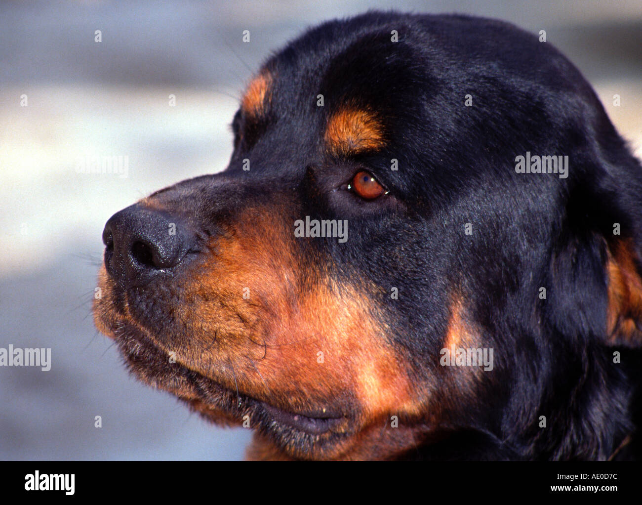 Rottweiler hund hi-res stock photography and images - Alamy