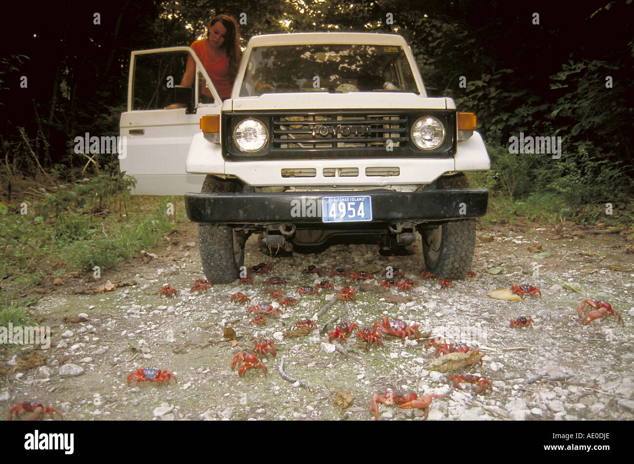 Australien Christmas Island Indischer Ozean crab invasion Stock Photo