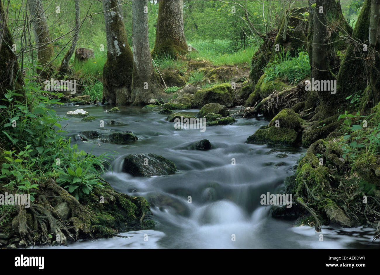 Frühjahrsaspekt an einem natürlichen Bachlauf mountain creek germany bavaria Stock Photo