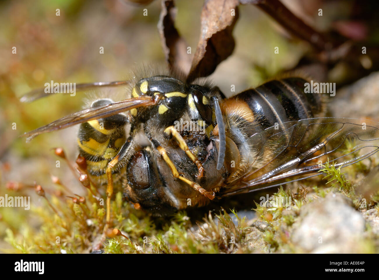 Common Wasp, Vesputa vulgaris removing wing muscles from Drone Fly,  Eristalis tenax as food for it's young, Wales, UK Stock Photo - Alamy