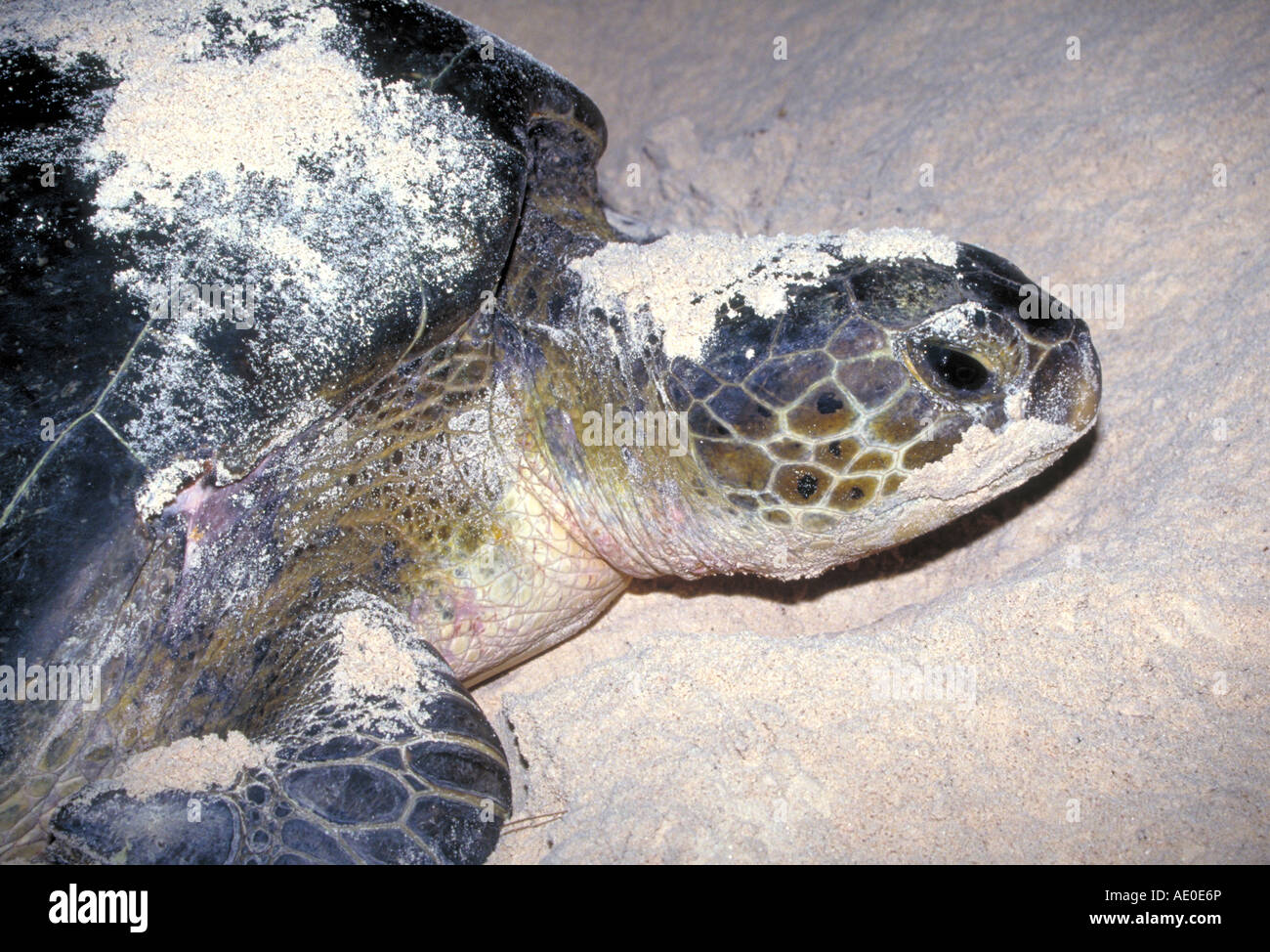 A green sea turtle female lays her eggs on the beach in Tortuguero National Park on the Caribbean coast, Costa Rica. Stock Photo