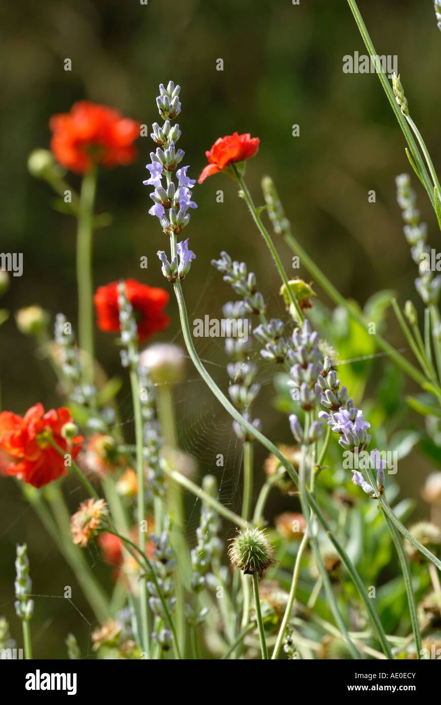 Cottage Garden Flowers, Lavender and Geum Stock Photo