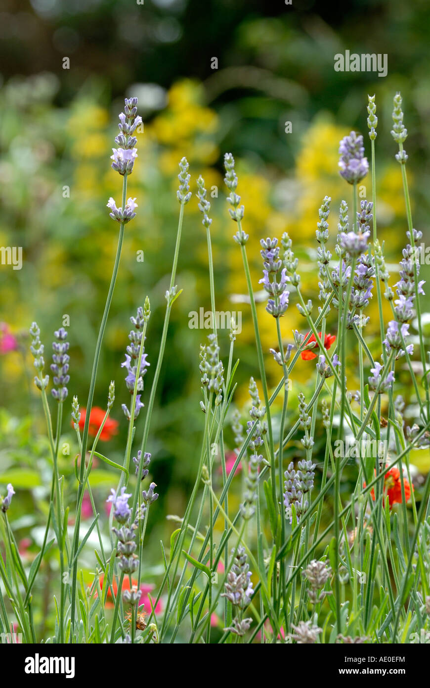Cottage Garden Flowers, Lavender, Geum, Yellow Loosestrife Stock Photo