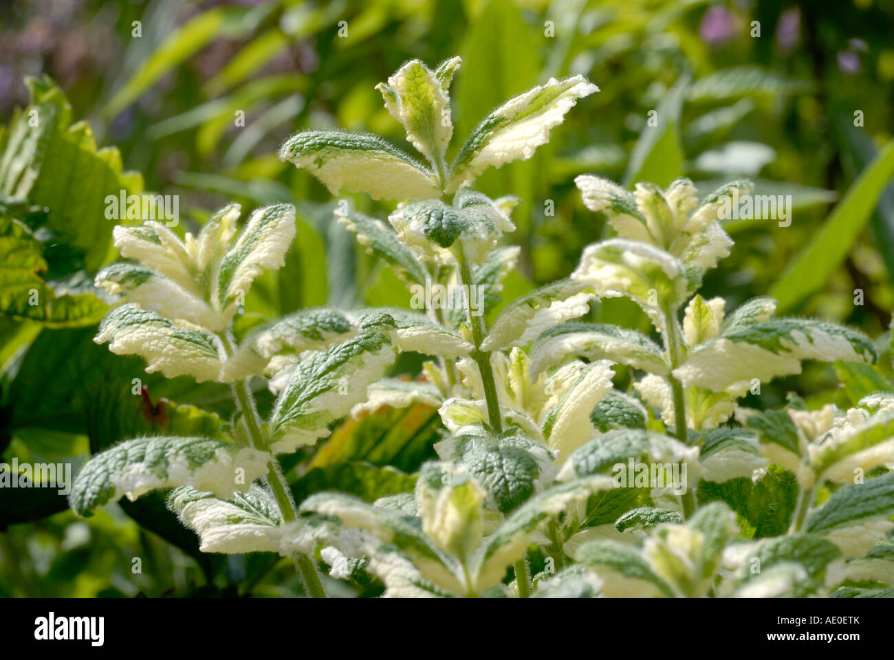 Pineapple Mint leaves, Mentha sp Stock Photo