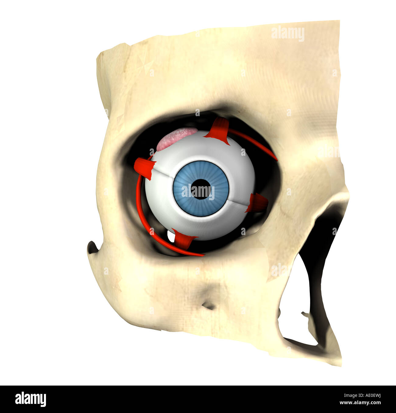anatomy of the eye Stock Photo
