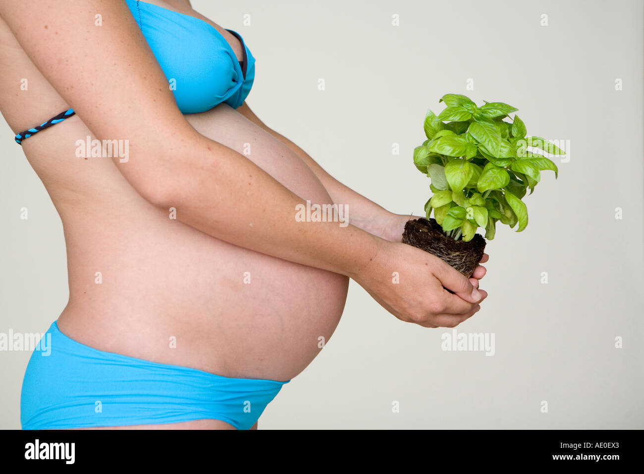 Pregnant woman holding Basil Plant Stock Photo Alamy