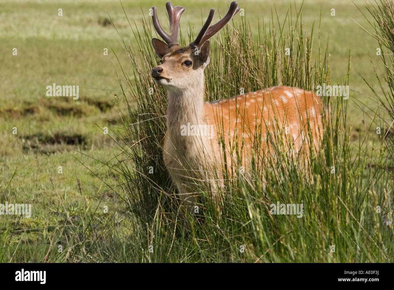 Male Sika Deer (cervus nippon)in the wild on the saltmarsh of Poole Harbour at Arne   in Dorset Stock Photo