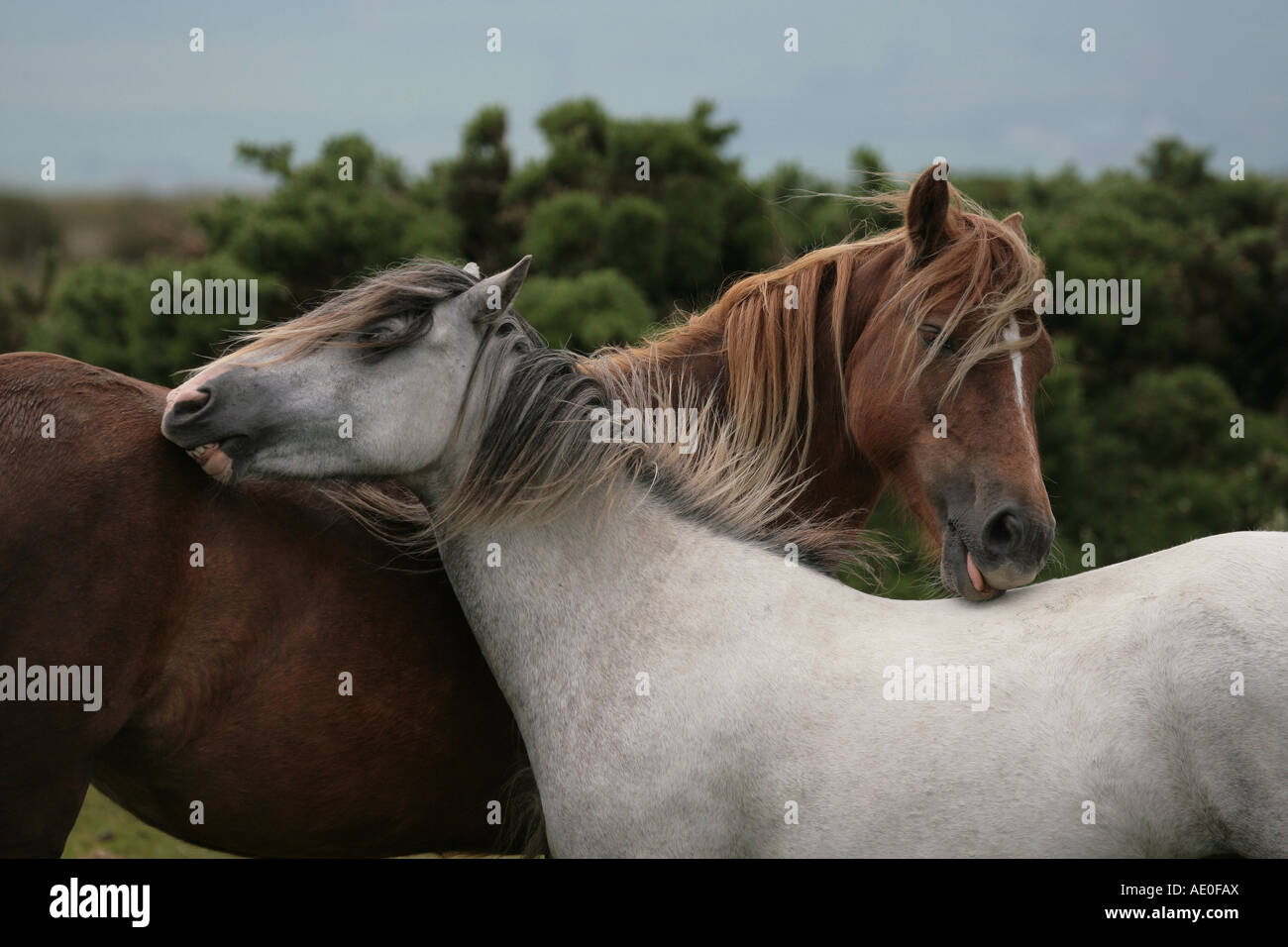 Two horse's grooming each others backs in Wales Stock Photo Alamy
