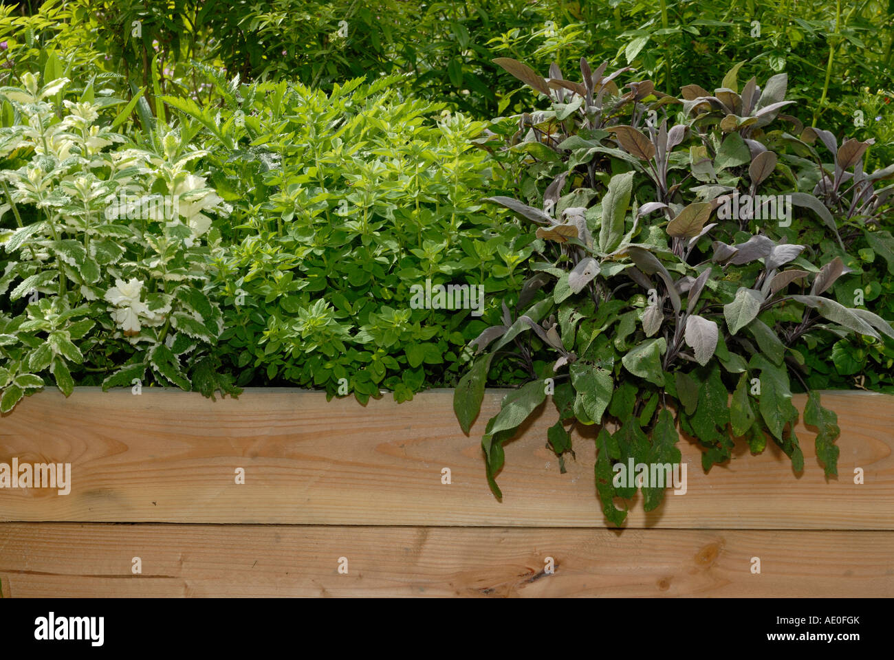 Raised mixed herb bed with mint, sage and oregano. Stock Photo