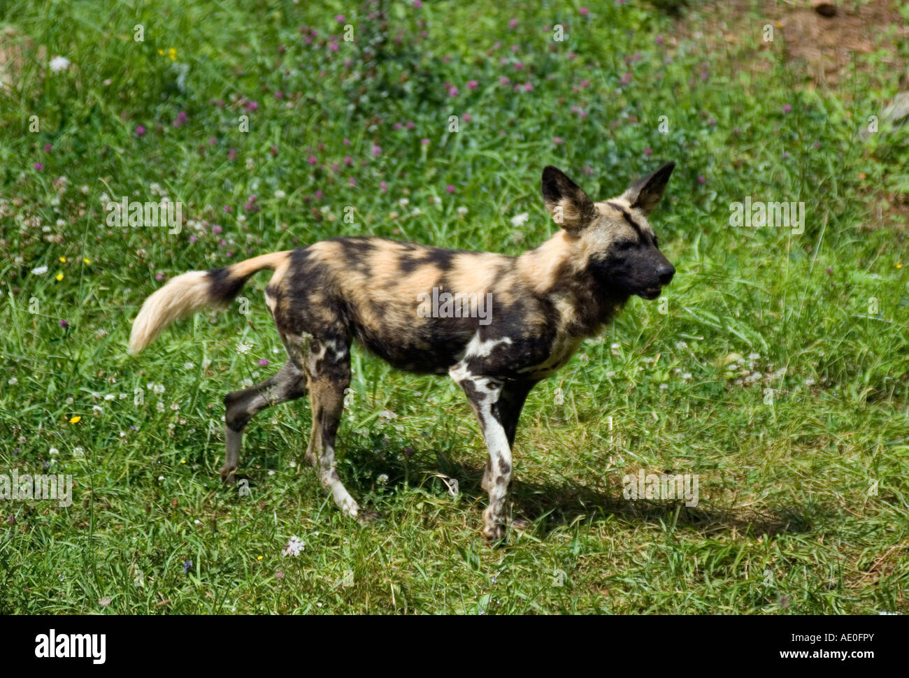 African Wild dog Stock Photo - Alamy