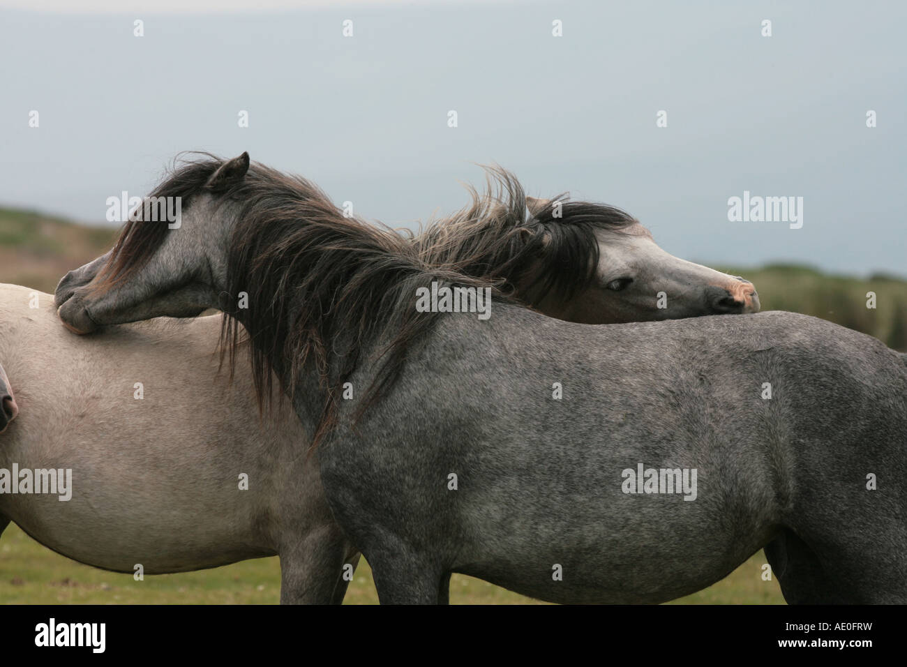 Two horse's grooming each others backs in Wales Stock Photo Alamy