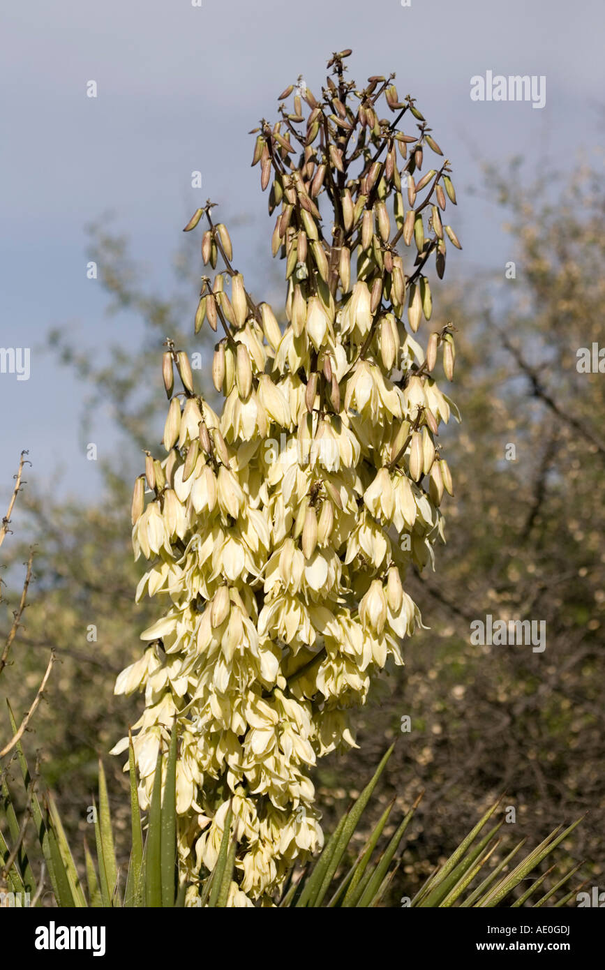 Banana Yucca Yucca baccata Boyce Thompson Arboretum Arizona United