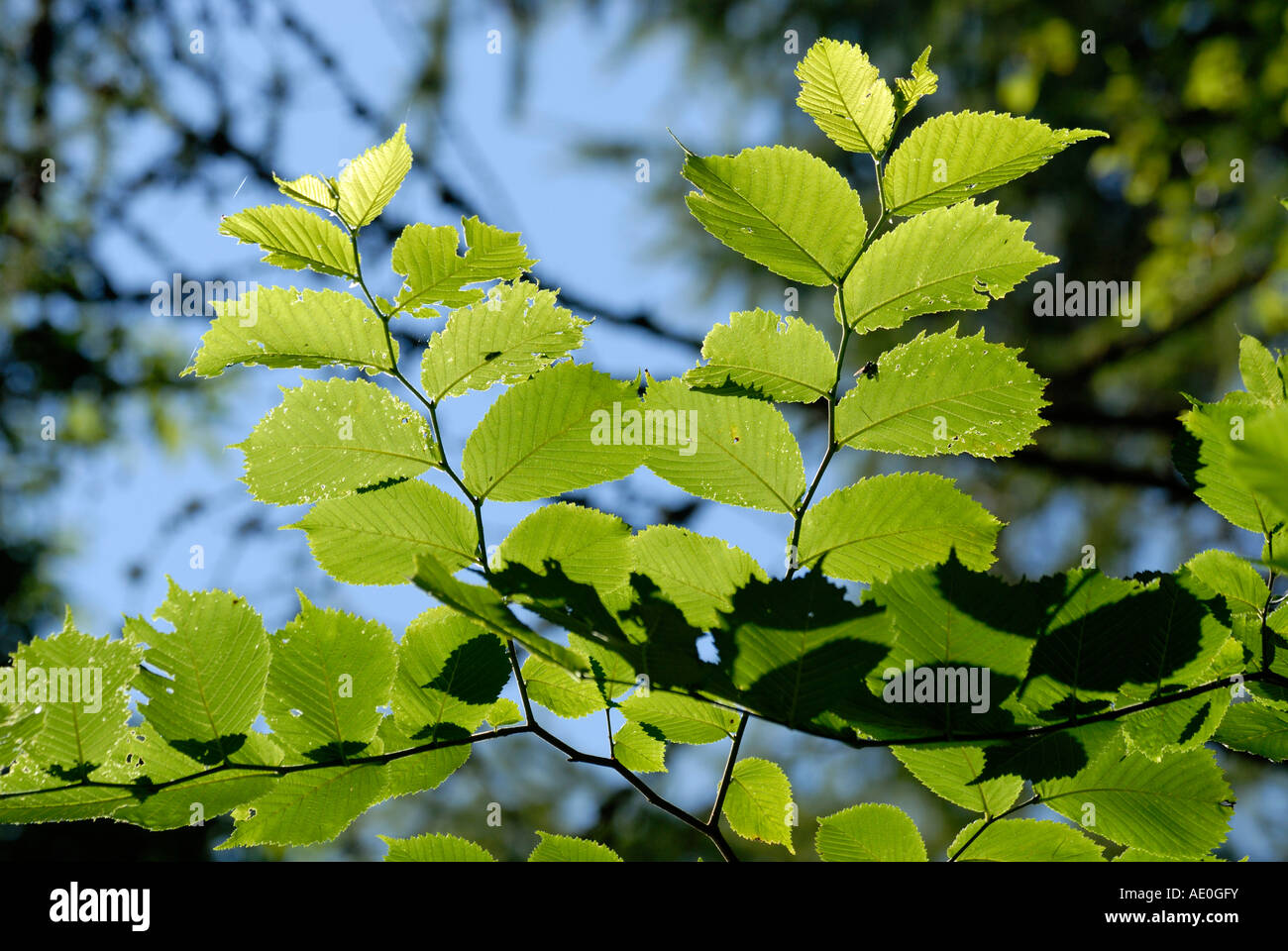 Backlit leaves of Wych Elm Ulmus glabra, Wales, UK Stock Photo
