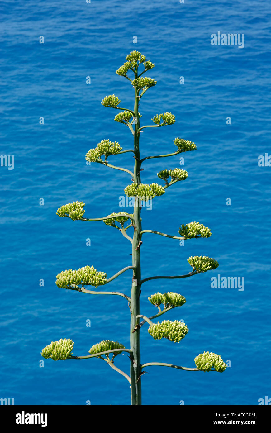 Agave americana Agave Century Plant along the coast of the Ligurian Sea Italy Stock Photo