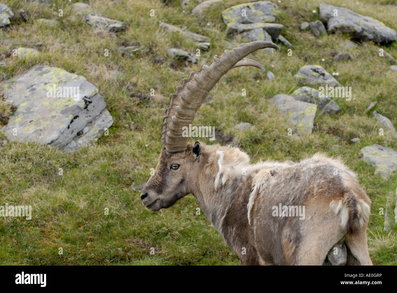 Male Alpine Ibex Capra ibex Gran Paradiso National Park Italian Alps Stock Photo