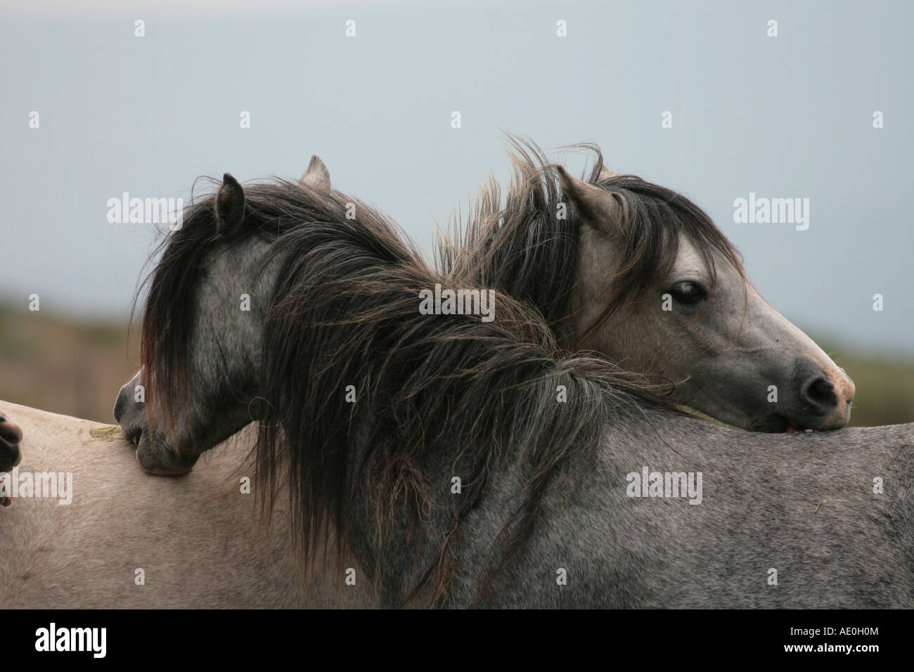 Two horse's grooming each others backs in Wales Stock Photo Alamy