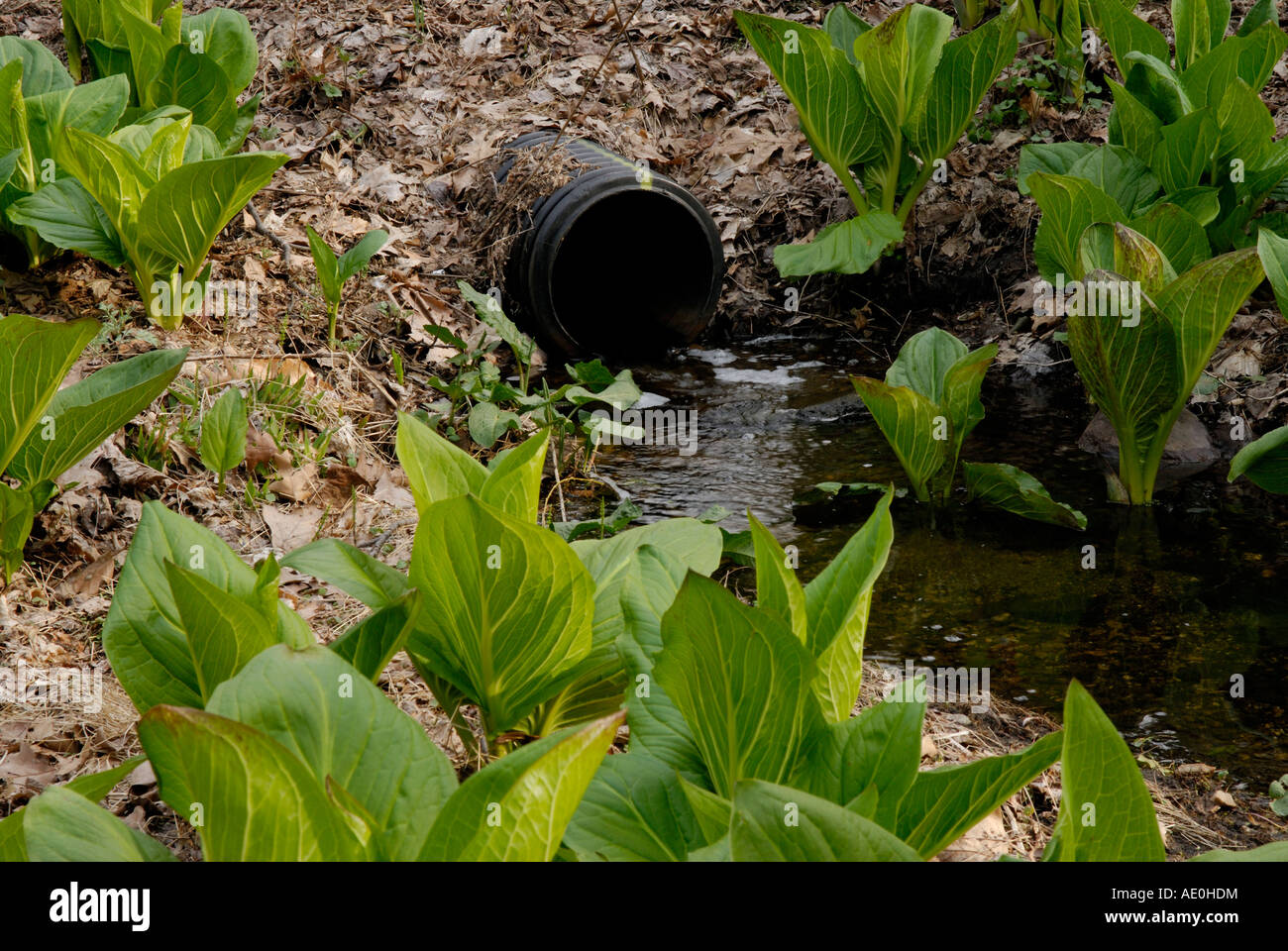 A storm drain pipe feeds into a wetland with Eastern 'Skunk Cabbage' Symplocarpus foetidus northern 'New Jersey' Stock Photo