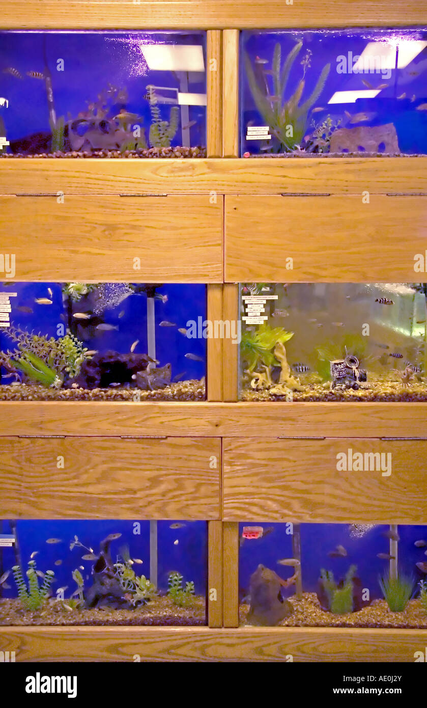 A tropical fish display, stacked three (3) high, in a pet store in Utah, USA. Stock Photo