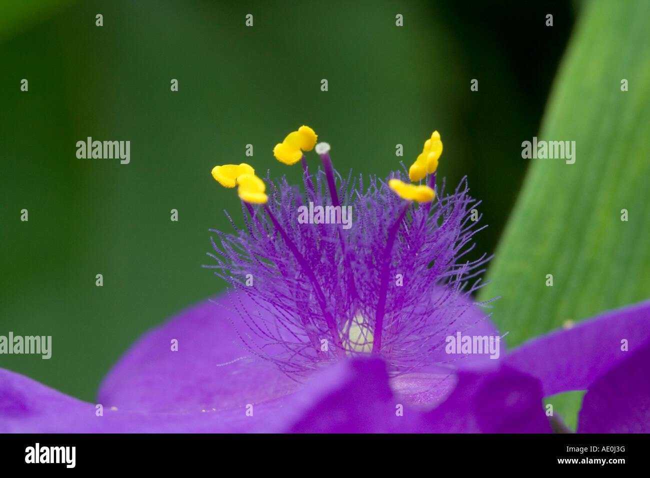 close up from a Spiderwort - Tradescantia Stock Photo