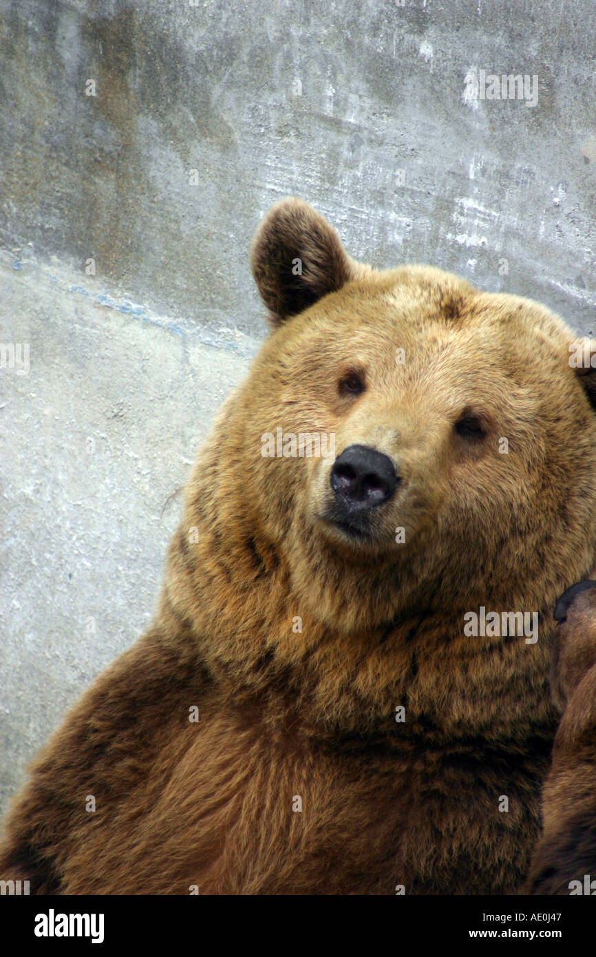 Grizzly Bears in Krumlov Castle Moat