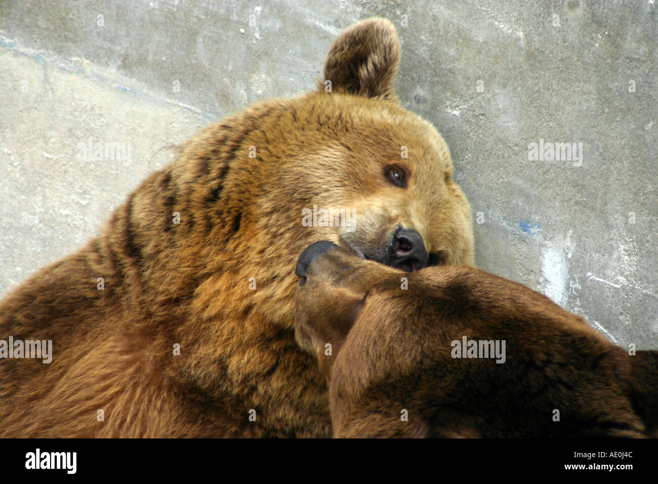 Grizzly Bears in Krumlov Castle Moat