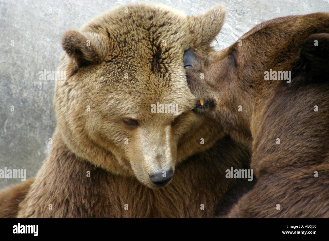 Grizzly Bears in Krumlov Castle Moat