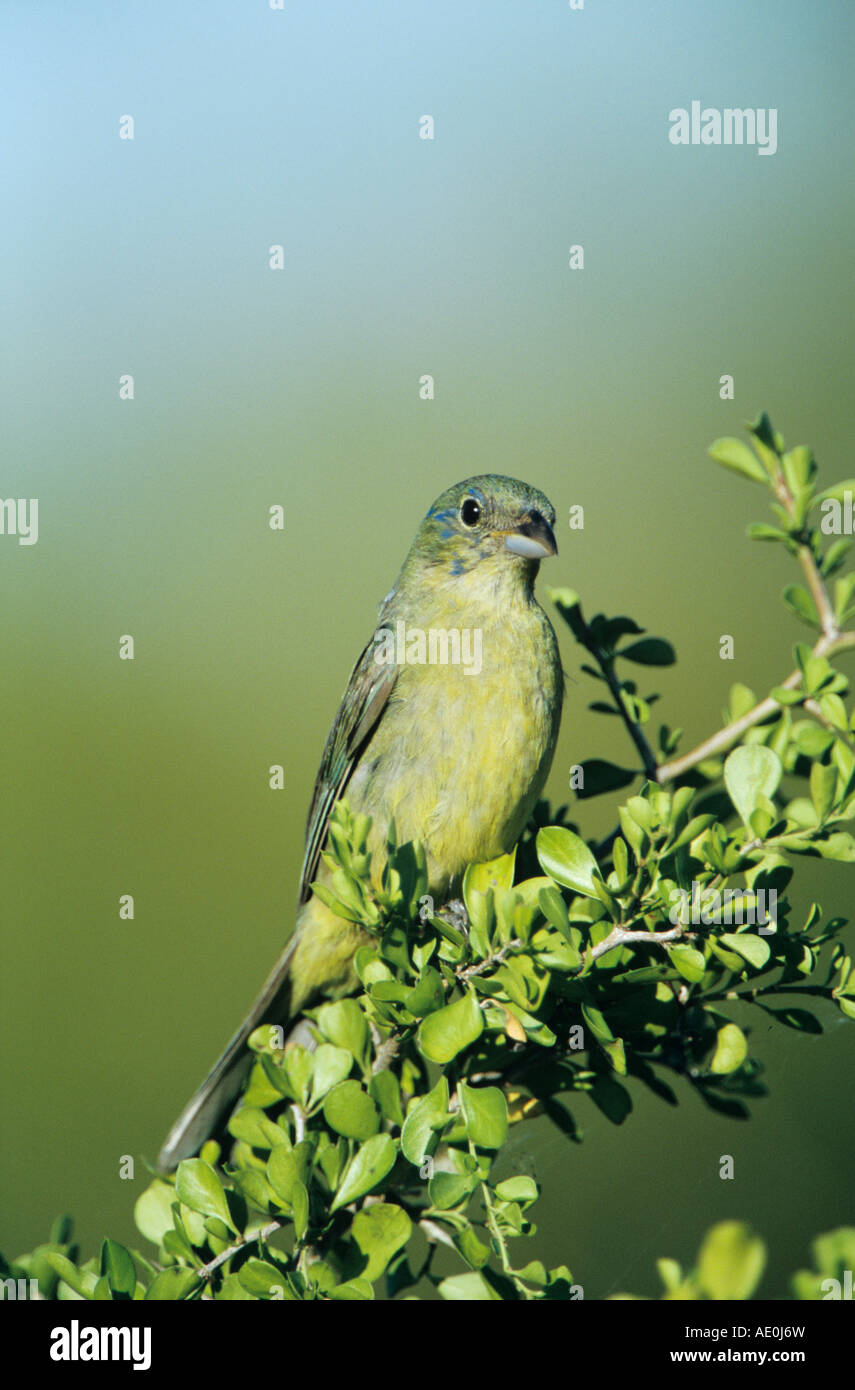 Meadow wildlife Cut Out Stock Images & Pictures - Alamy