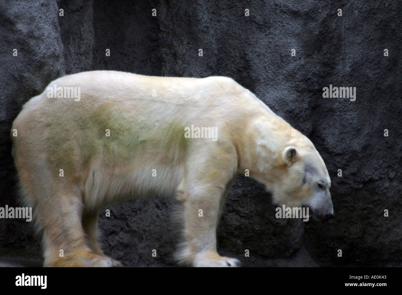 Polar Bear Budapest Zoo Hungary Stock Photo
