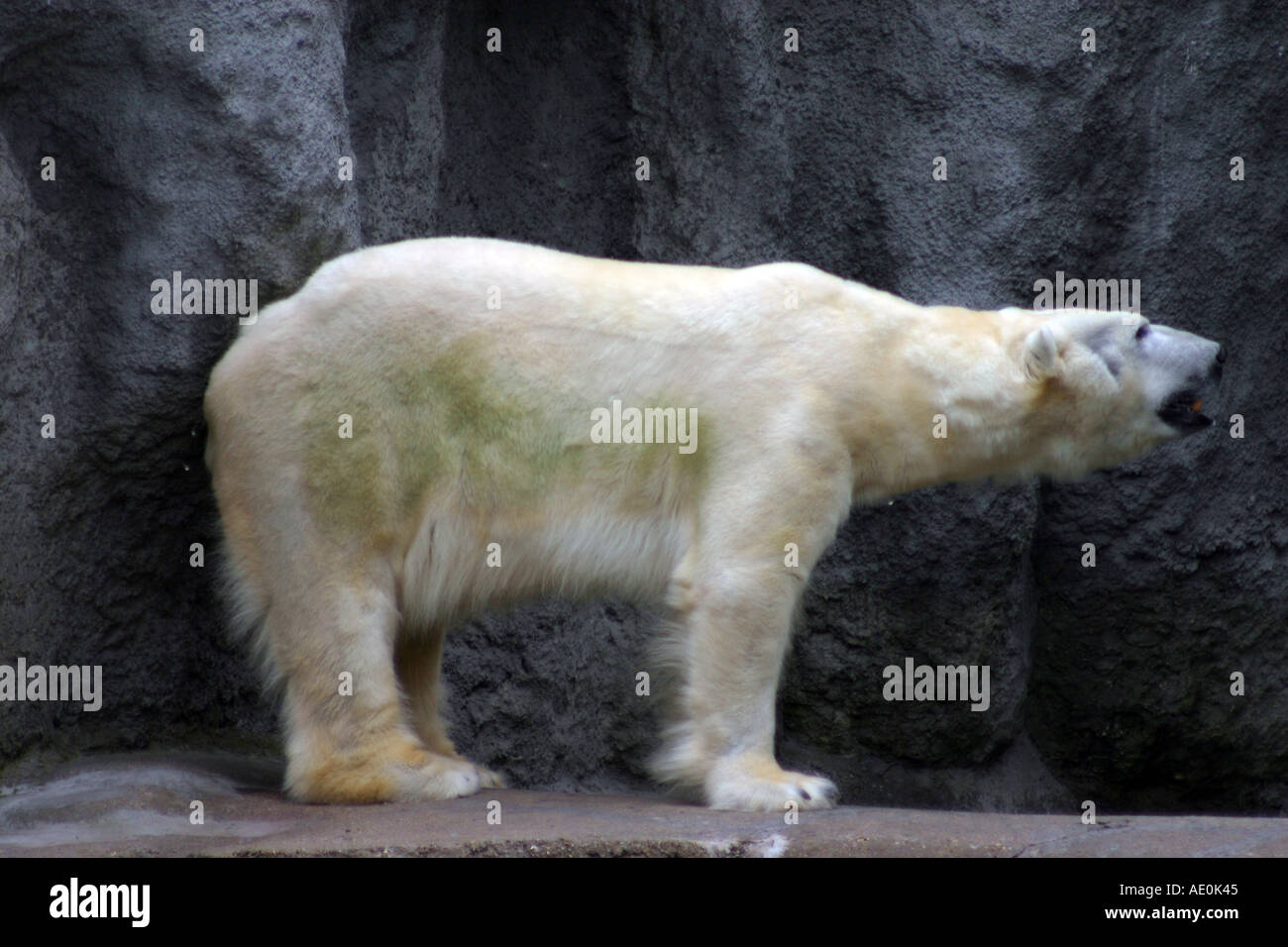Polar Bear Budapest Zoo Hungary Stock Photo