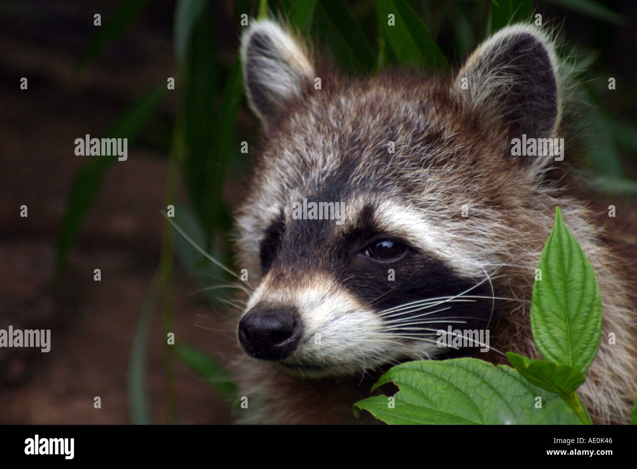 European racoon hi-res stock photography and images - Alamy