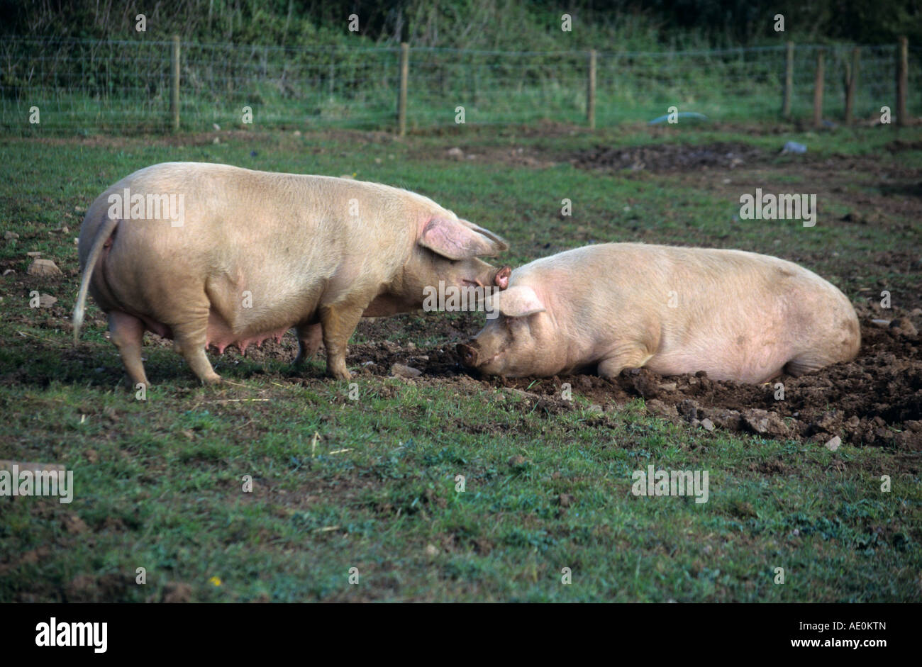 large white sows on a smallholding cornwall Stock Photo
