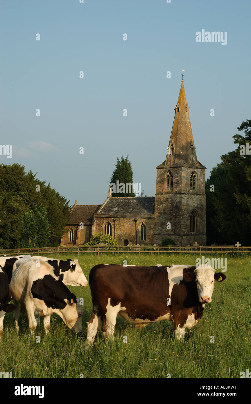 UK, Leicestershire, Gumley, cows grazing in field in front of St Helens church Stock Photo