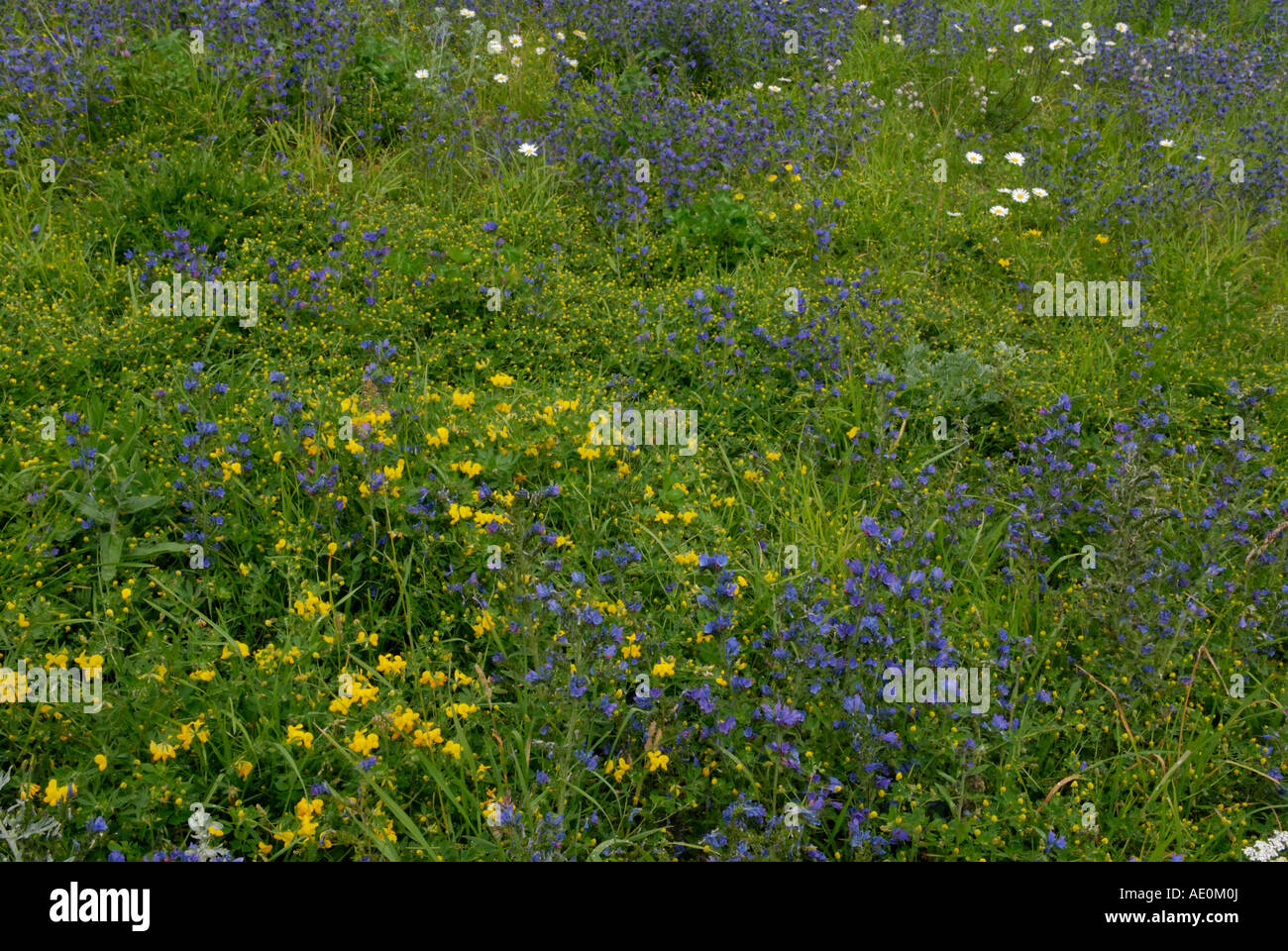 Wildflowers in an alpine meadow Gran Paradiso National Park Valle d'Aosta Italian Alps Stock Photo