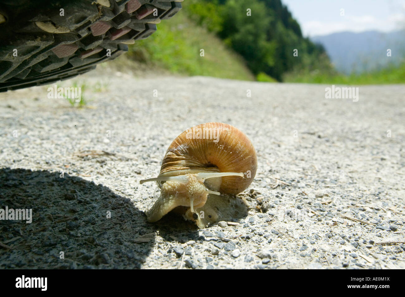 a snail about to be crushed under a walkers boot Stock ...