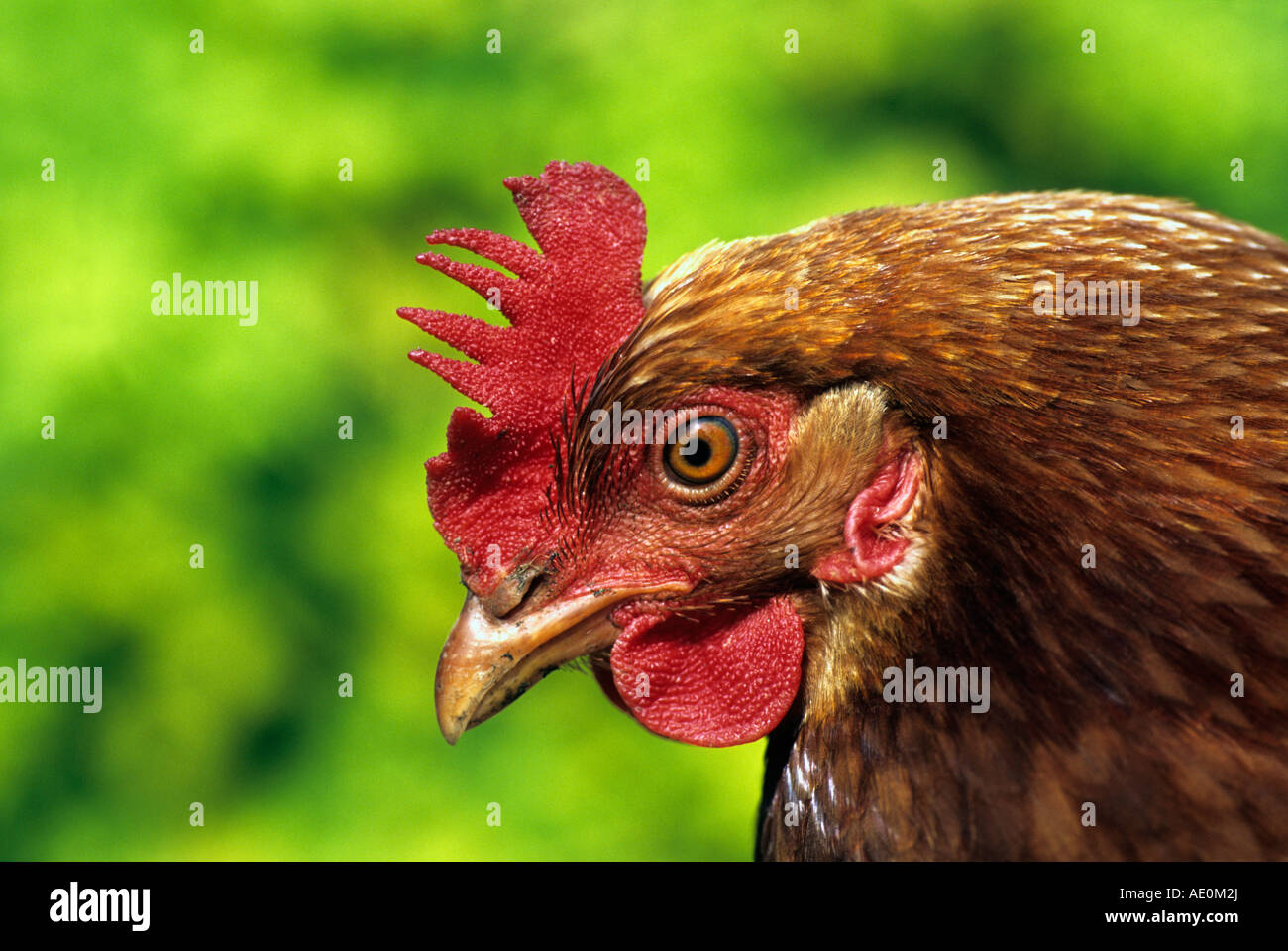 free range chicken portrait Stock Photo