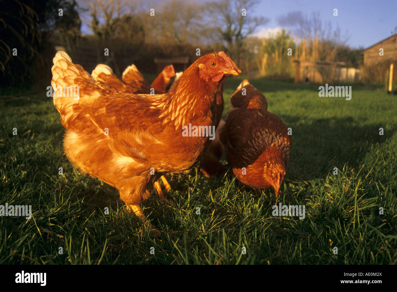 chickens feeding free range cornwall Stock Photo