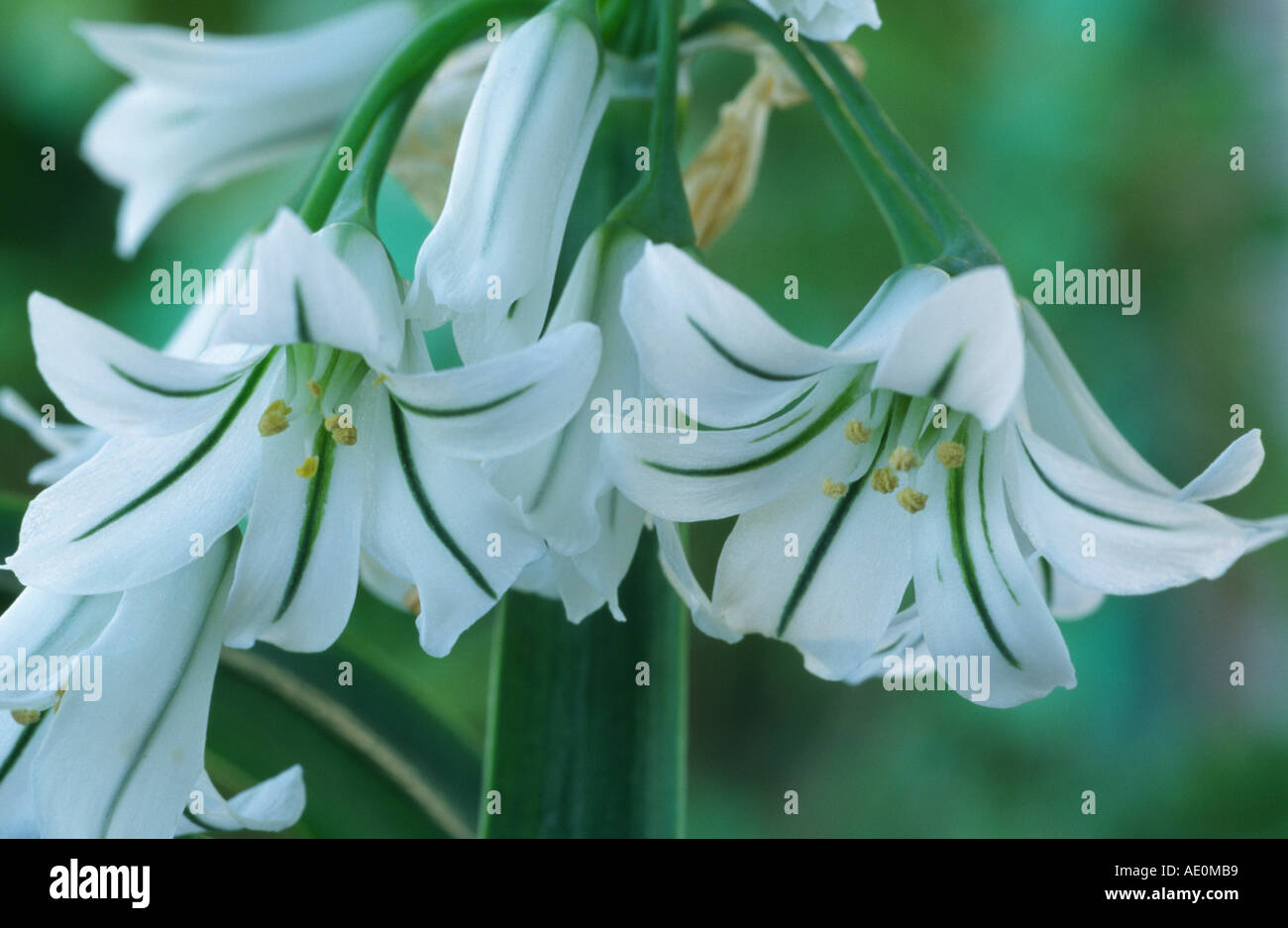 Allium triquetrum. Three Cornered Leek, or Threecorner Leek Stock Photo