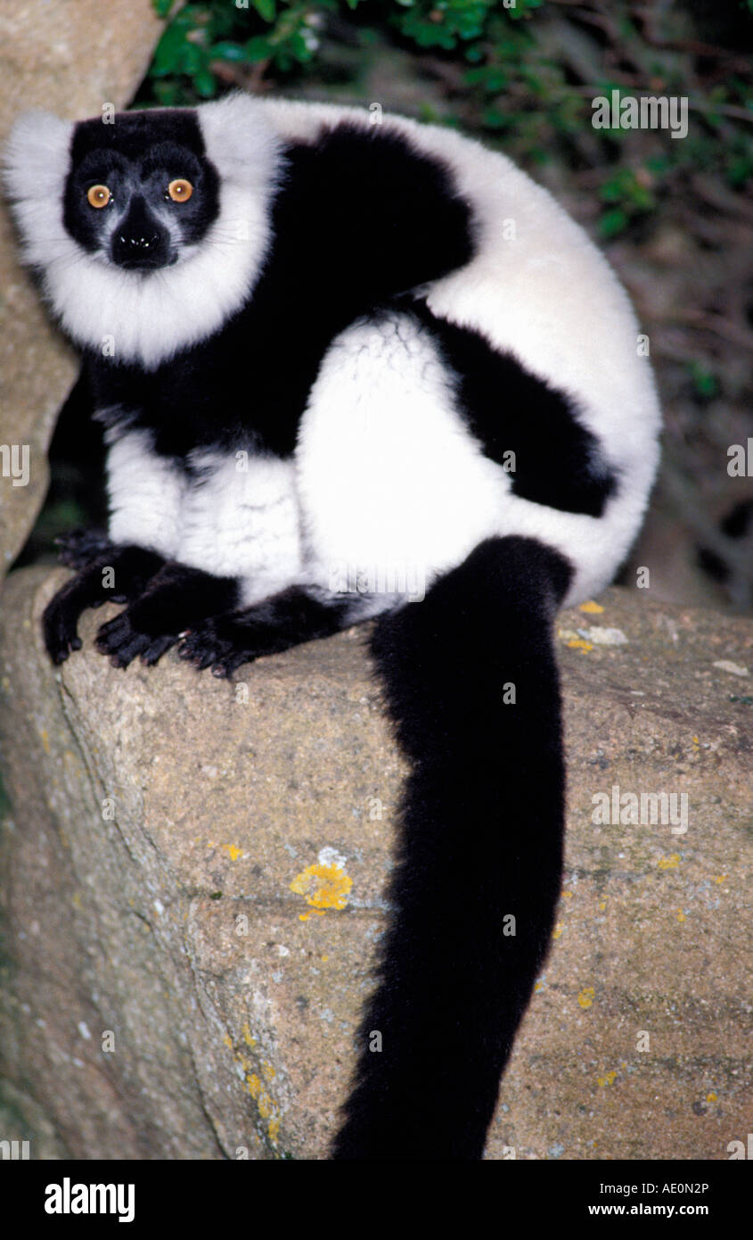 Le mur variegatus Varecia variegata Vari noir et blanc Madagascar