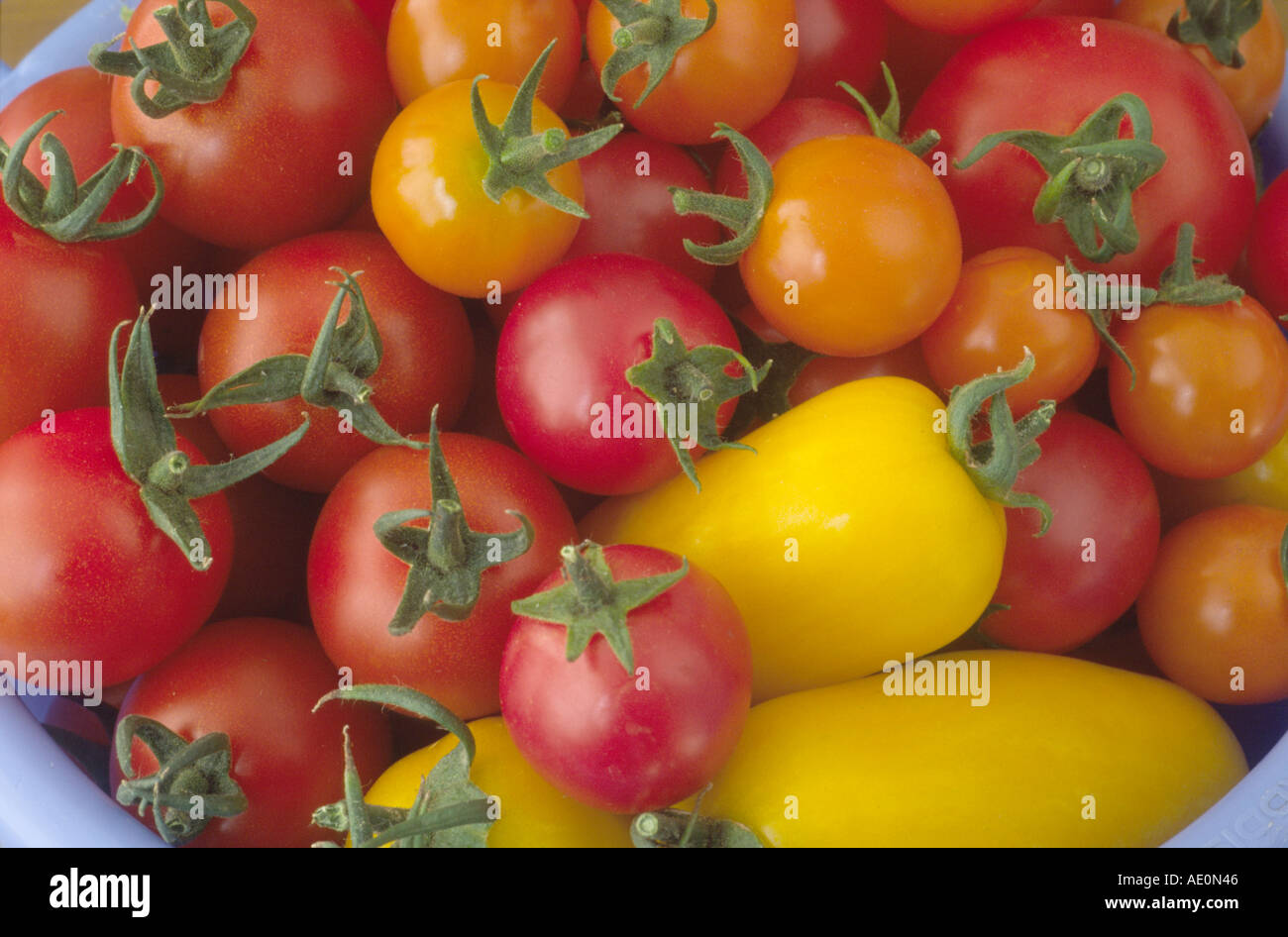 Solanum lycopersicum Lycopersicon esculentum. Assorted red orange and yellow tomatoes. Stock Photo