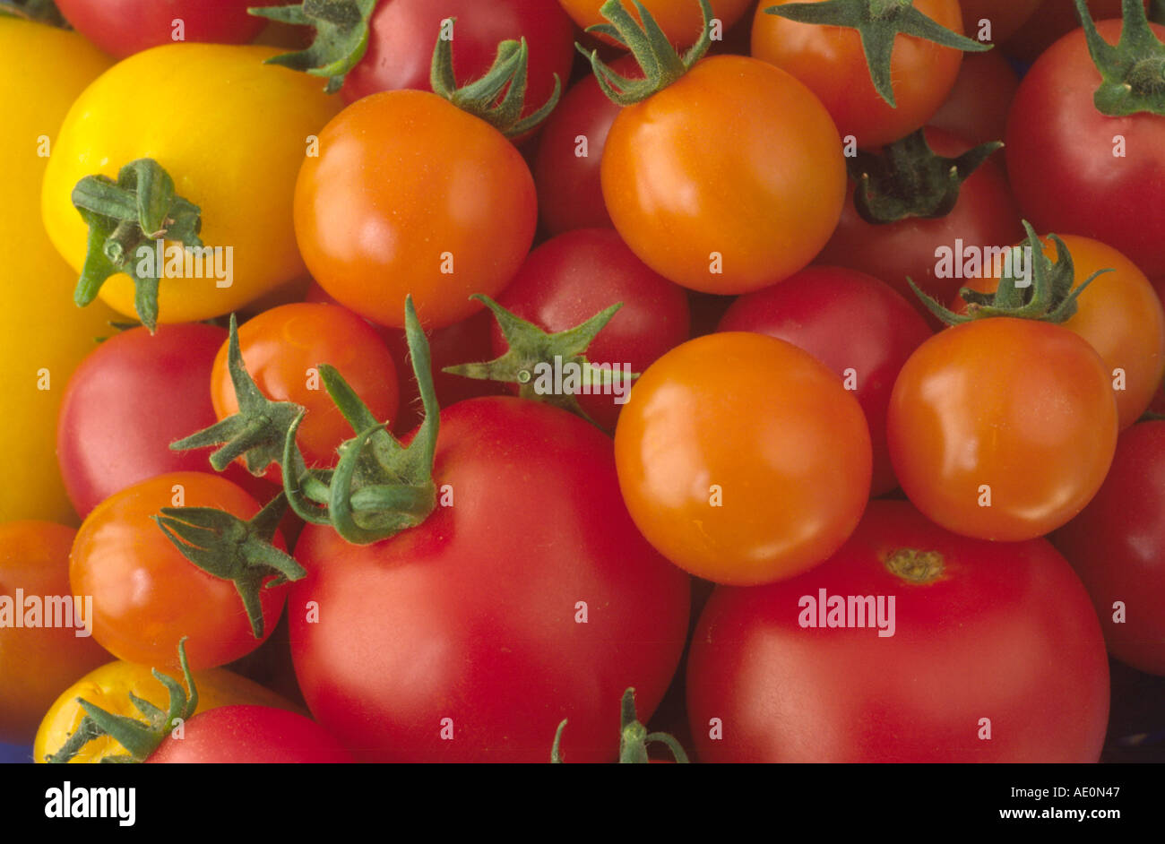 Solanum lycopersicum syn Lycopersicon esculentum . Assorted red orange and yellow tomatoes. Stock Photo
