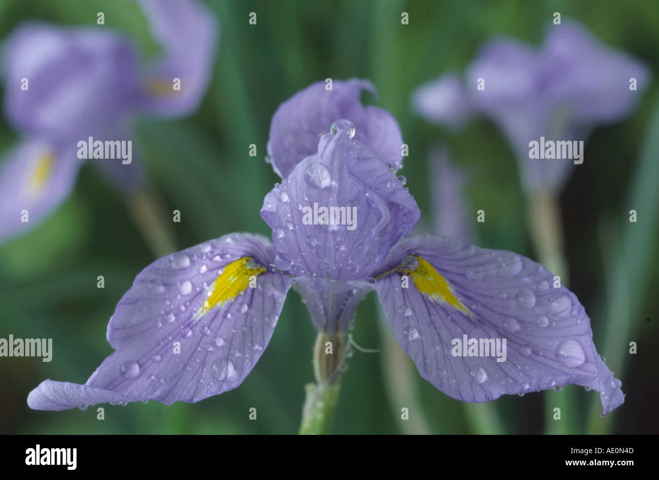 Moraea polystachya. Butterfly Iris. Stock Photo
