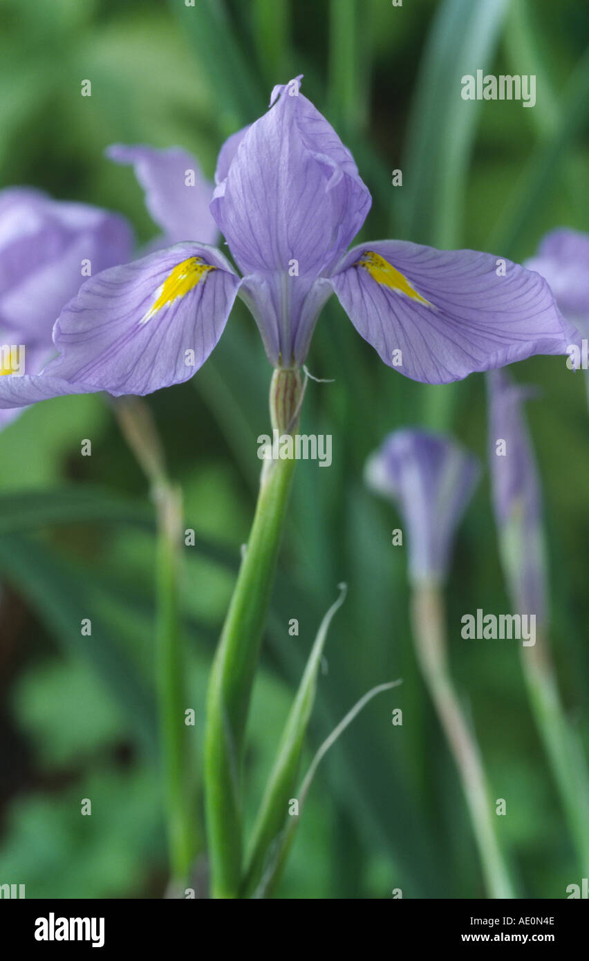 Moraea polystachya. Butterfly Iris. Stock Photo