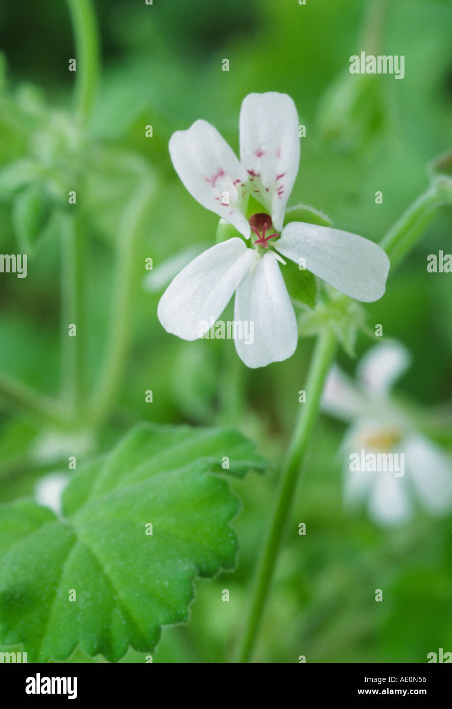 Pelargonium odoratissimum. Scented leaved pelargonium Stock Photo Alamy
